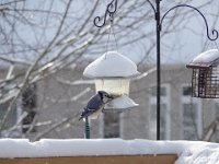 73710CrLeUsm - Blue Jey enjoying the feeder   Each New Day A Miracle  [  Understanding the Bible   |   Poetry   |   Story  ]- by Pete Rhebergen
